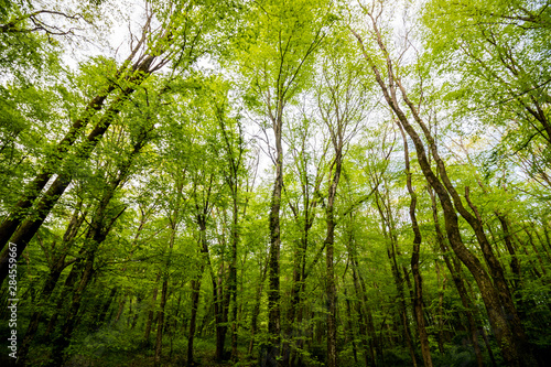 trees in the forest © senerdagasan