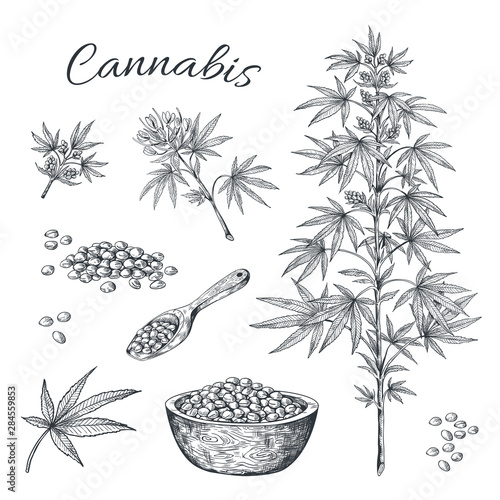Hand drawn cannabis. Hemp plant with seeds leaves and cons, vintage black ink line sketch of marijuana. Vector artwork illustration contour cannabis isolated on white background photo