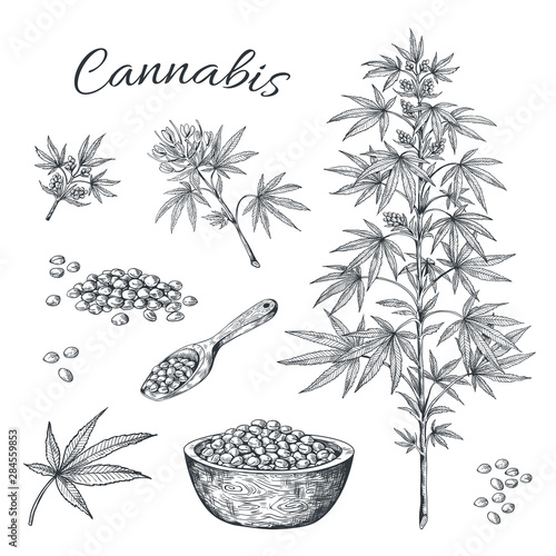 Hand drawn cannabis. Hemp plant with seeds leaves and cons, vintage black ink line sketch of marijuana. Vector artwork illustration contour cannabis isolated on white background