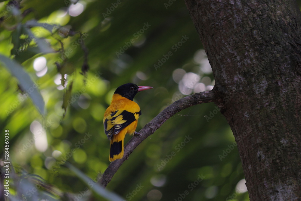 Fototapeta premium golden oriole, mango bird