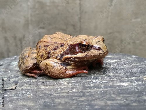 frog on a stone