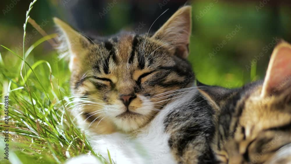 Two Cute Kitten Lie And Sleep In The Grass at Summer in slow-motion. Two Cute Kitten Lie And Sleep In The Grass at Summer in slow-motion.
