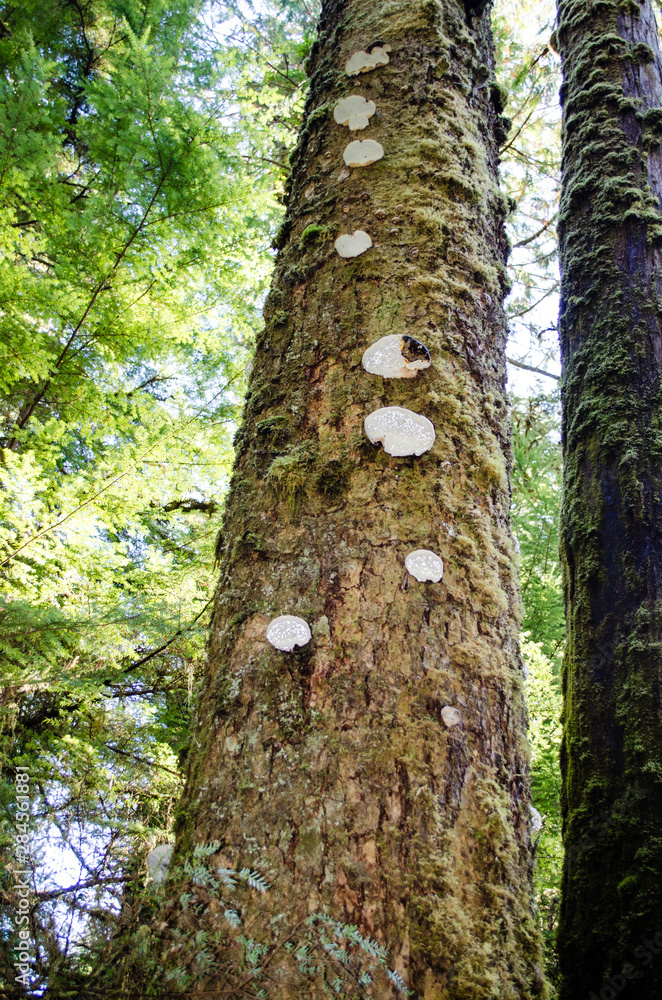 Climbing Funghi