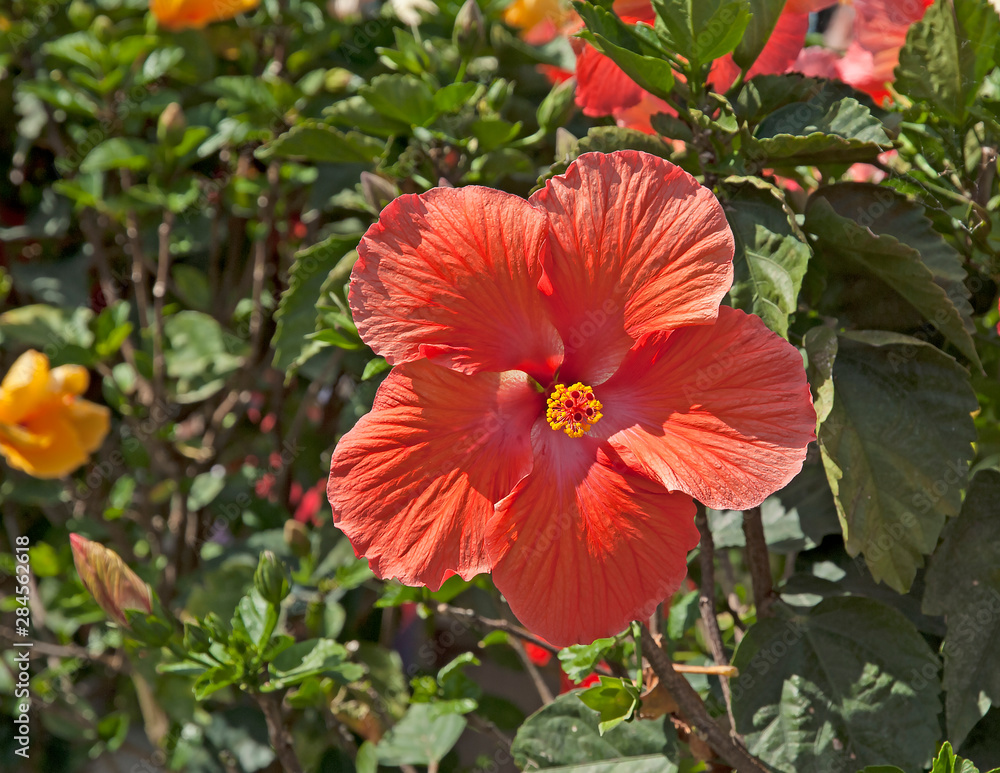 Close up of beautiful red hibiscus in my garden