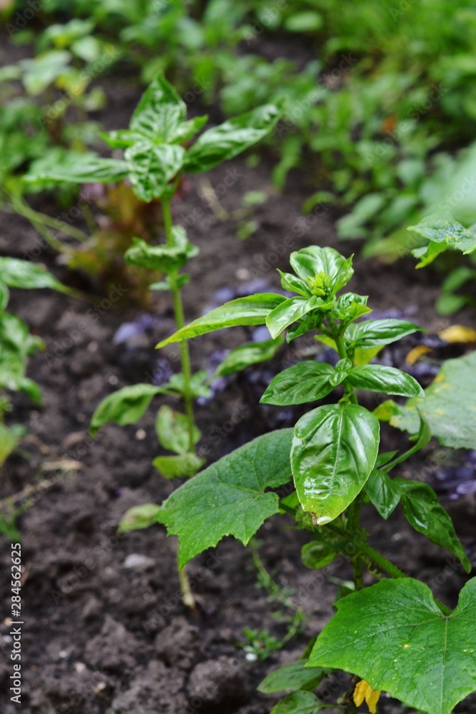 Basil grows on the beds. Growing basil in the soil. Basil grows on the beds. Growing basil in the soil.