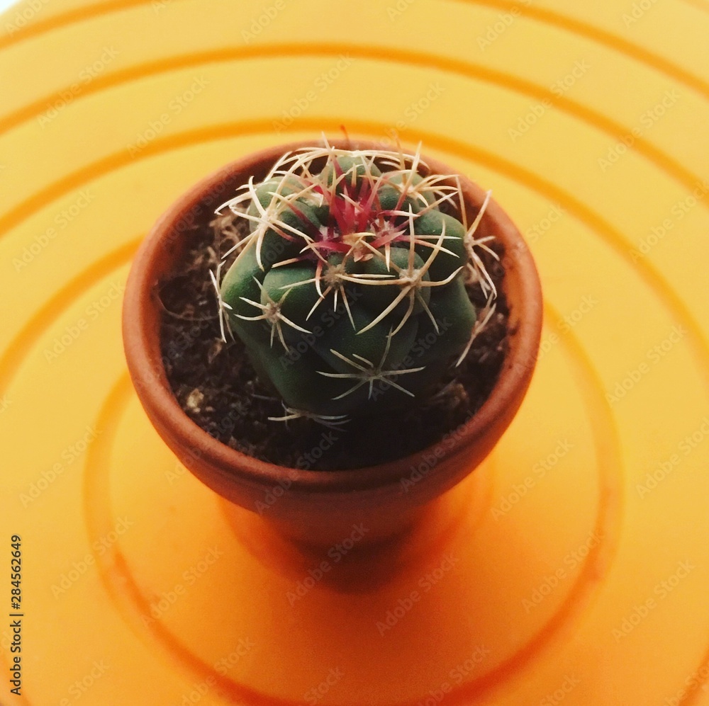 Cactus in small pot on orange mat Cactus in small pot on orange mat