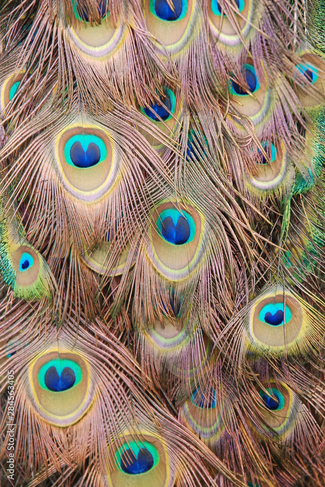 Obraz premium peacock feathers