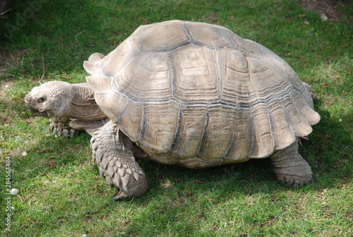 giant galapagos tortoise