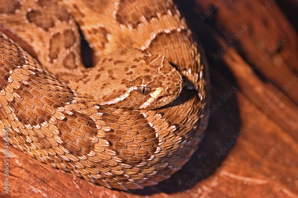 Fototapeta premium Westliche Klapperschlange (Crotalus viridis)