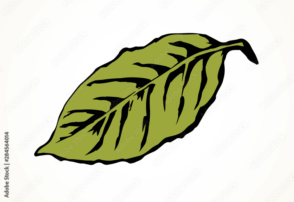 Naklejka premium Tree leaf. Vector drawing