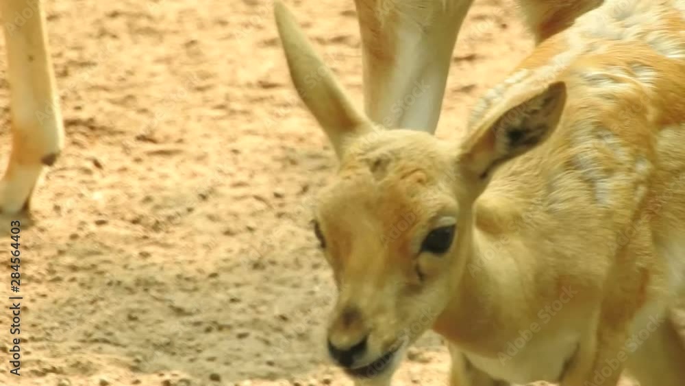 Indische Gazelle, Chinkara, Gazella bennettii Indische Gazelle, Chinkara, Gazella bennettii