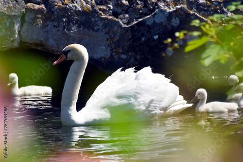 Cigno con i piccoli photo