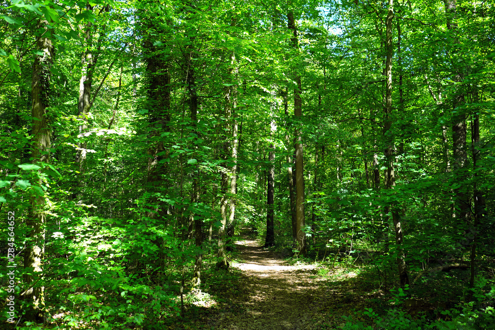 Obraz premium Forest path and deciduous trees -Stockphoto