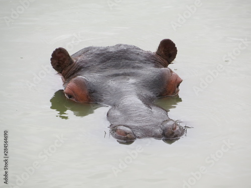 Valokuvatapetti hippo in water