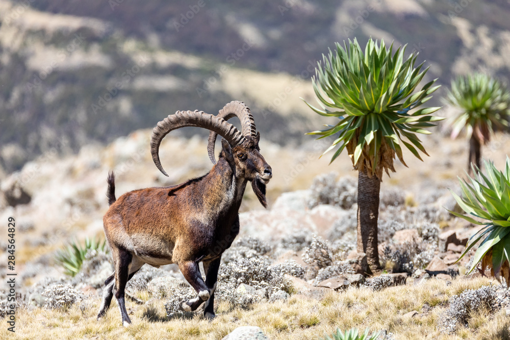 Very rare Walia ibex, Capra walia, one of the rarest ibex in world. Only about 500 individuals survived in Simien Mountains in Northern Ethiopia, Africa - obrazy, fototapety, plakaty 