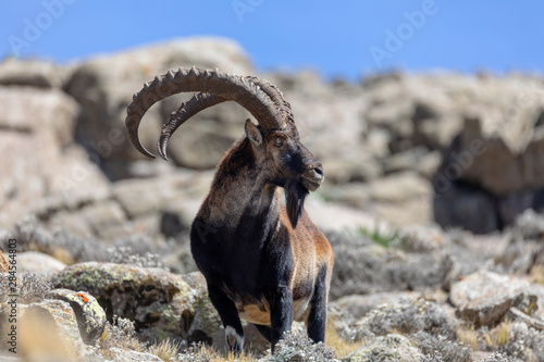 Fotografie, Tablou Very rare Walia ibex, Capra walia, one of the rarest ibex in world