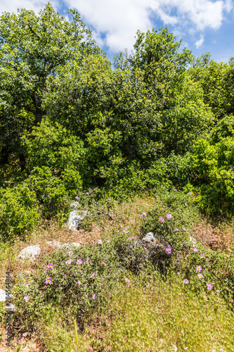 Fototapeta Naklejka Na Ścianę i Meble -  View from the Roe Deer Trail in The Ajloun Forest Reserve in Jordan