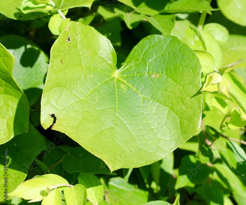 A close view of the bright green leaf on the branch.