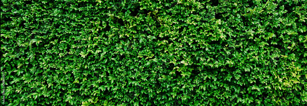 Panorama Green leaves wall texture for backdrop and background - obrazy, fototapety, plakaty 