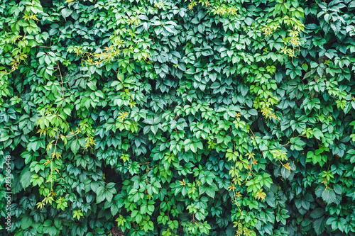 large wall of green ivy - plant background