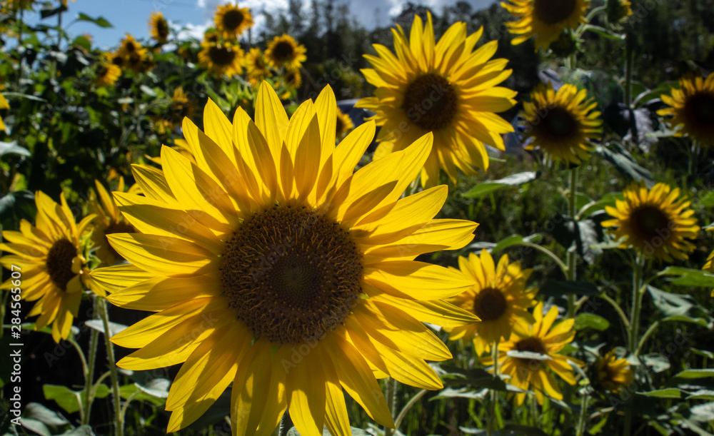 Obraz premium field of sunflowers