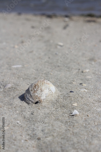 shell on the beach