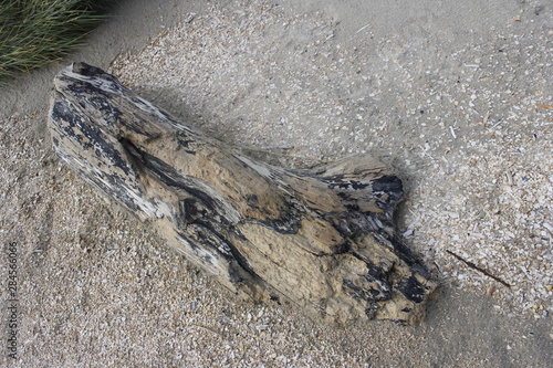 lizard on rock