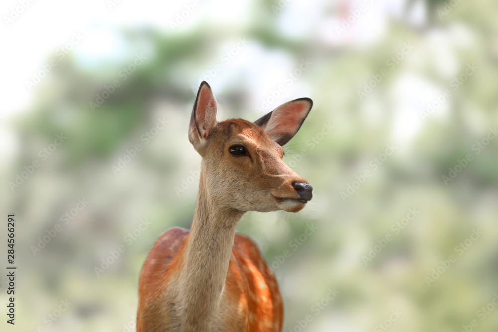 Sacred deer in Nara park ,Japan Sacred deer in Nara park ,Japan
