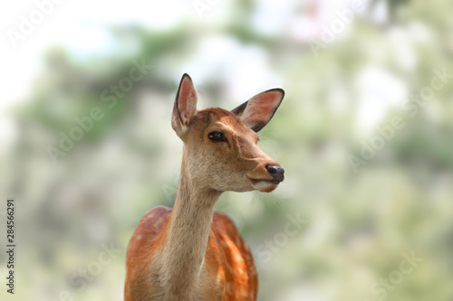 Sacred deer in Nara park ,Japan