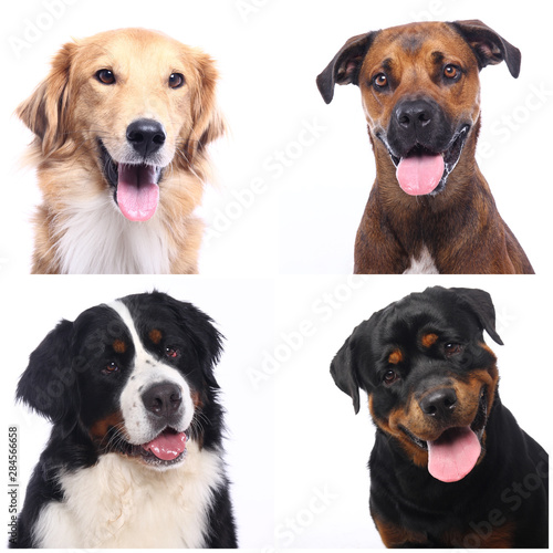 Beautiful dogs in front of a white background © Djomas