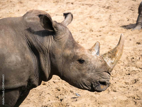 Rhinocéros © photoloulou91
