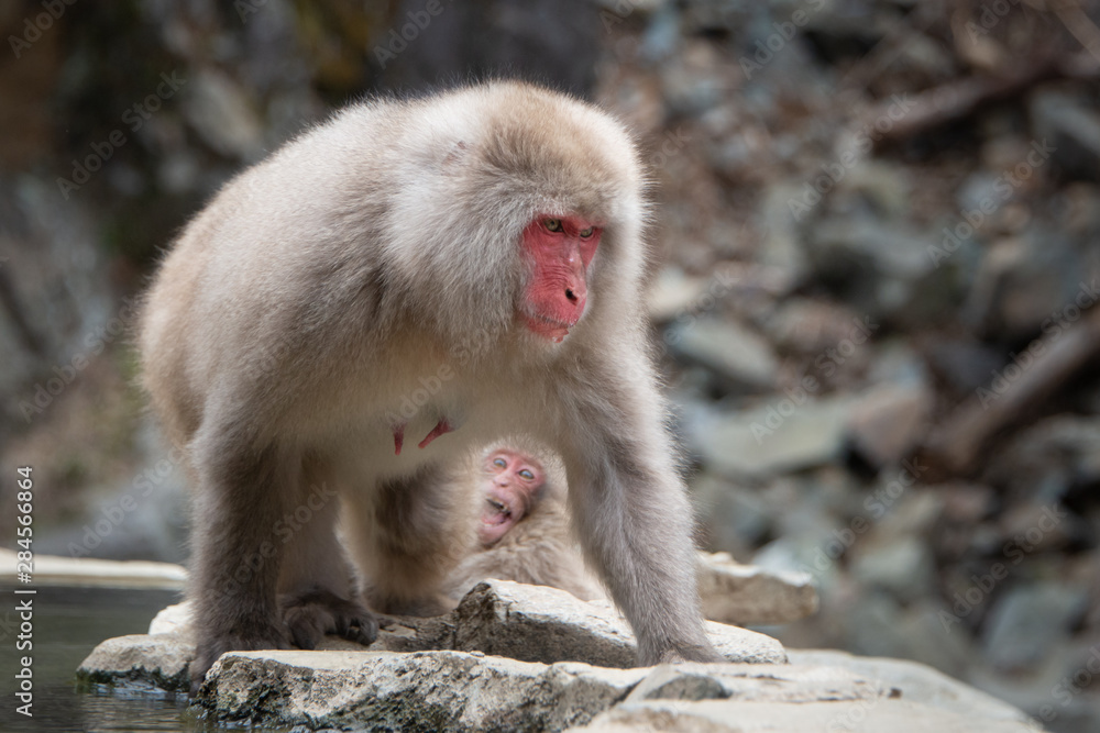 Naklejka premium Baby snow monkey looking at mother monkey by the hot spring in the snow monkey park Nagano