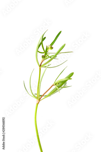 Buttercup  Ranunculus sp.  leaves isolated on white background.