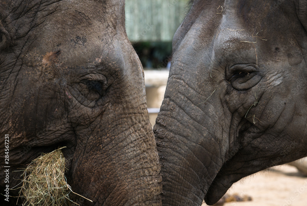Fototapeta premium Eléphants