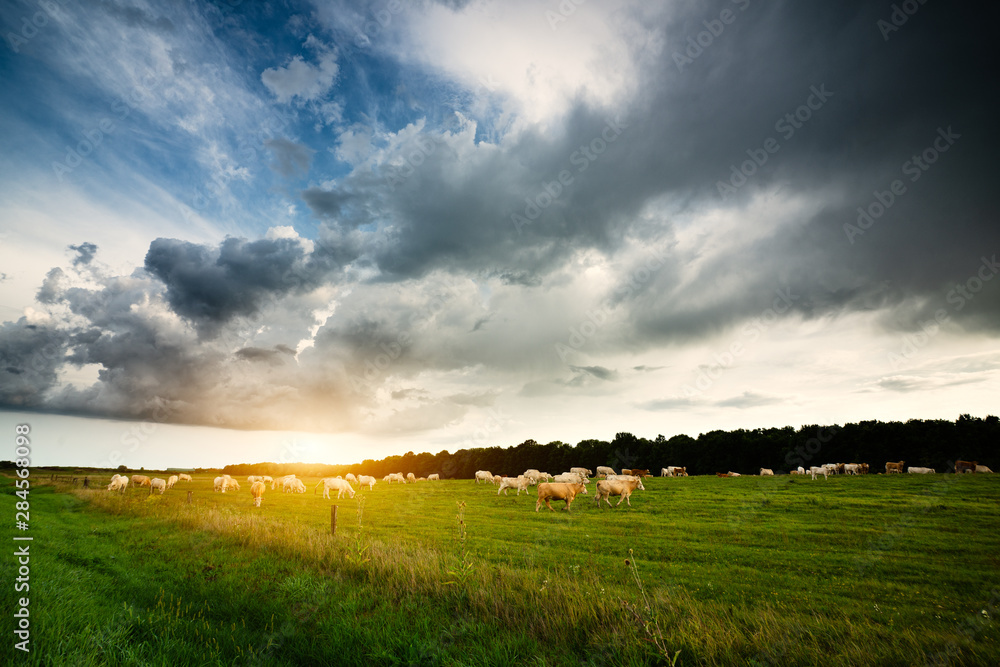 Cows on the pasture, storm clouds in the sky Cows on the pasture, storm clouds in the sky