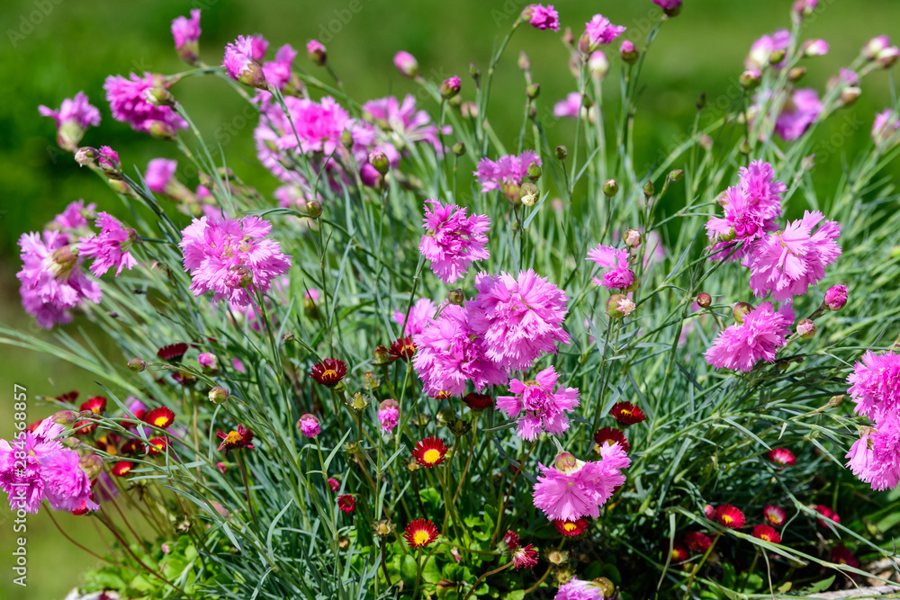 Large group of Dianthus plumarius, known as the common pink, garden pink, or wild pink, in a large garden pot, in a sunny summer day