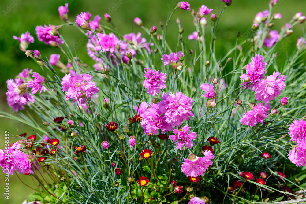 Large group of Dianthus plumarius, known as the common pink, garden pink, or wild pink, in a large garden pot, in a sunny summer day Large group of Dianthus plumarius, known as the common pink, garden pink, or wild pink, in a large garden pot, in a sunny summer day