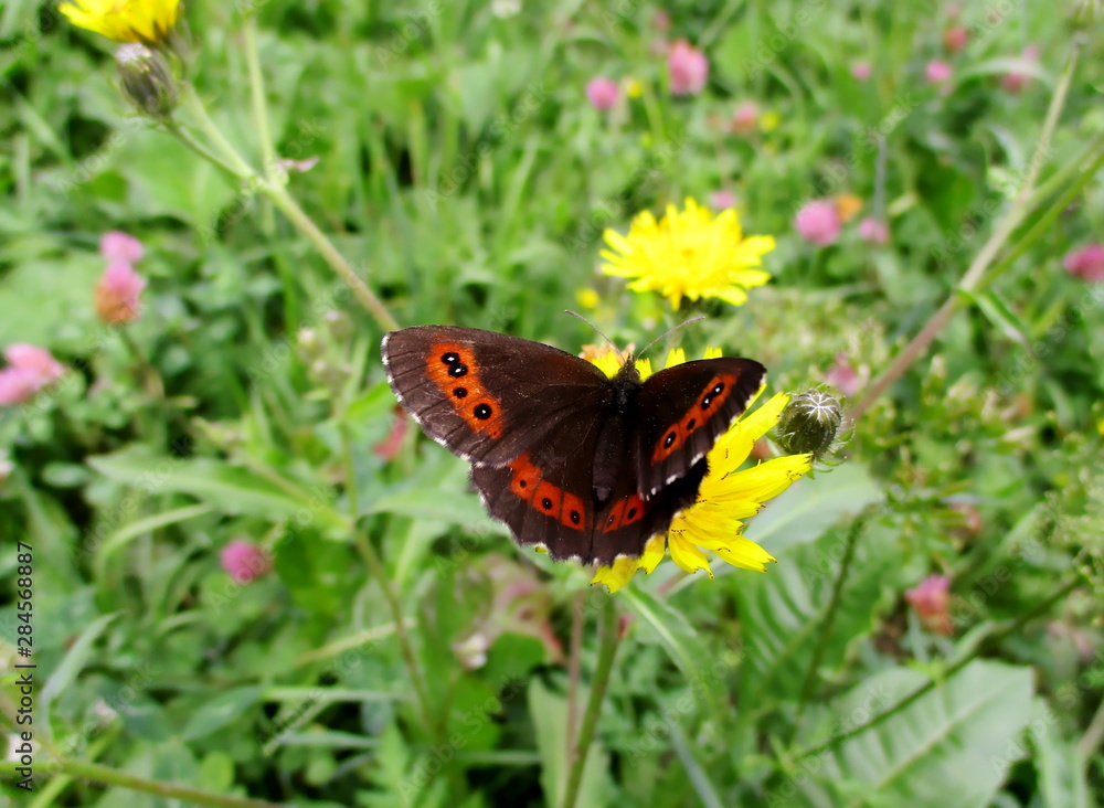 Obraz premium Papillon Moiré blanc-fascié, Arran brown (erebia ligea) posé dans une prairie
