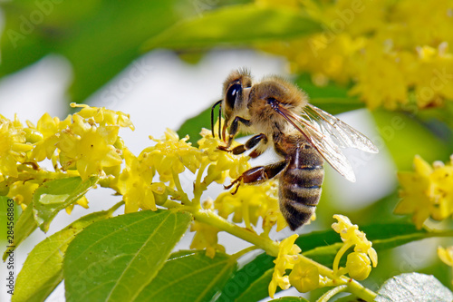 Europäische Honigbiene (Apis mellifera) - European honey bee photo