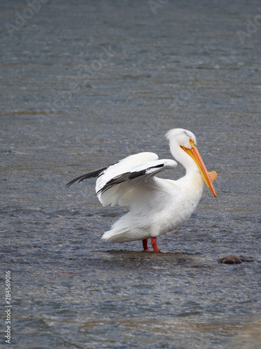 An American White Pelican with Wings Lifted Standing in a River © tloventures