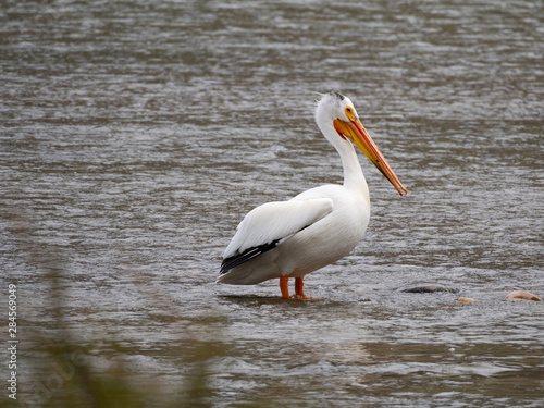 Close Up of a Solitary American White Pelican Standing in Water