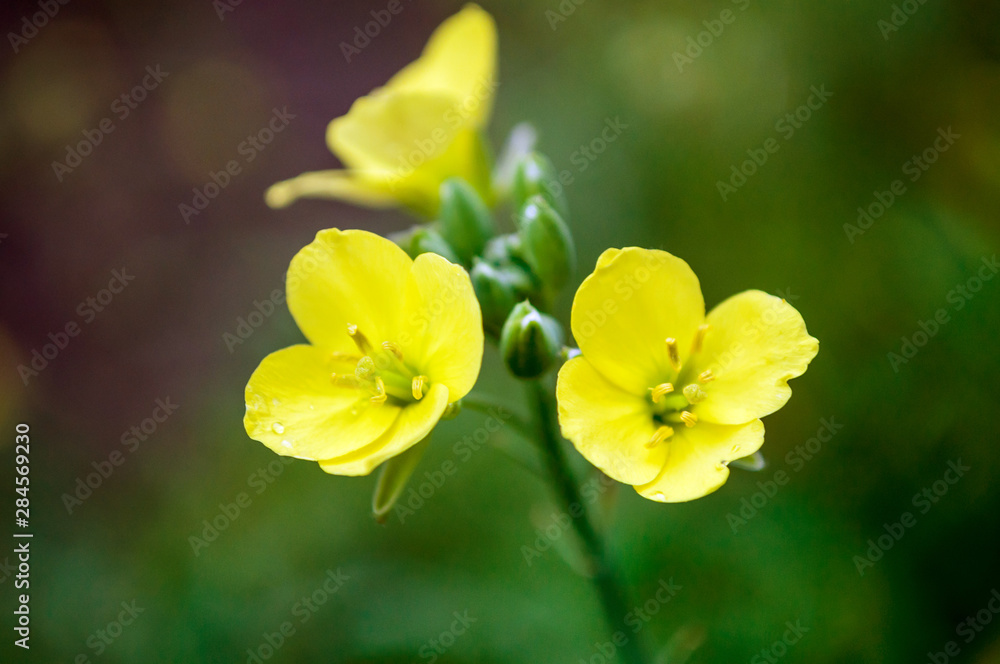 Yellow arugula flowers in the summer garden. Yellow arugula flowers in the summer garden.