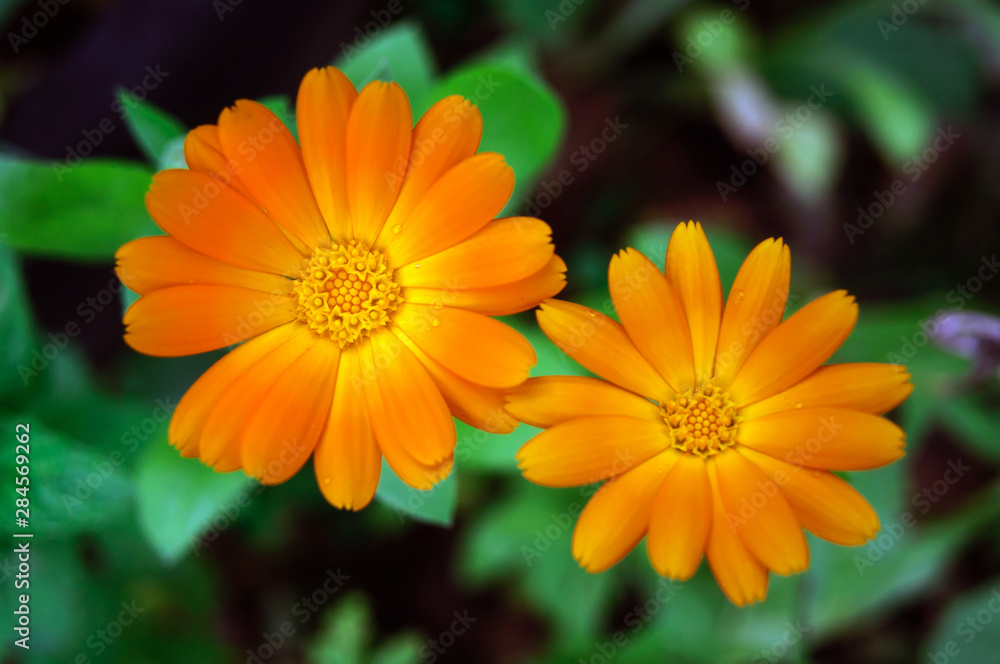Two orange calendula flowers in the garden. - obrazy, fototapety, plakaty 