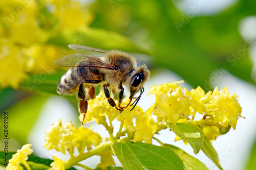 Europäische Honigbiene (Apis mellifera) - European honey bee photo