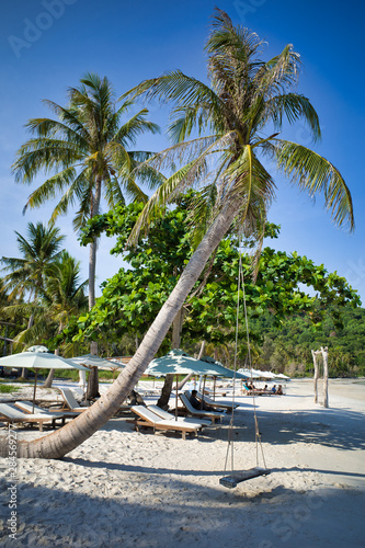 Tropical island landscape. Tree swing rope fastened on a palm tree