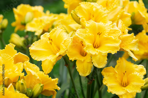 Beautiful yellow daylily flowers © svetlanass13