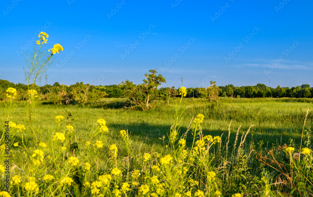 View over flowers and meadows to the blue sky in the surrounding of Berlin, Germany. View over flowers and meadows to the blue sky in the surrounding of Berlin, Germany.