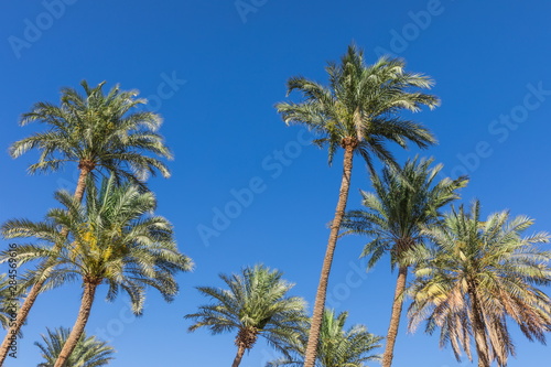 tall palm trees in Jordan