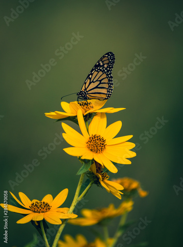 Photography beautiful butterfly resting on yellow flowers