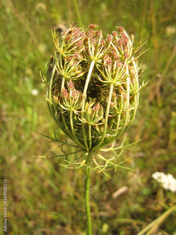 Inflorescence of wild carrots on a background of green grass